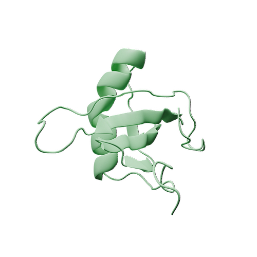 Mouse Cystatin B (N-6His, E.coli)